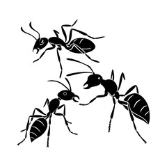 Detailed Black Silhouette Illustration of Three Ants on White Background