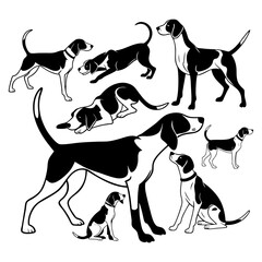 Collection of American Foxhound Beagle Silhouettes in Various Poses on a White Background