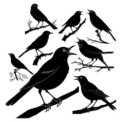 Collection of American Robin Blackbird Silhouette Illustrations on Tree Branches