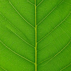 Close-up leaf veins (2)