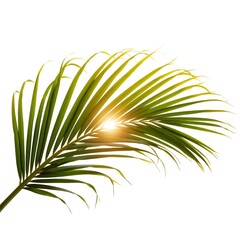 Fototapeta premium Green palm leaf with sunlight against a white background 