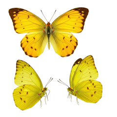 Three vibrant yellow butterflies in varied poses: one with wings open, one folded, and one in dynamic mid-flight with motion blur, showcasing intricate details and orange tips, against a pristine