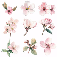 Watercolor set of pink cherry blossom flower illustrations with green leaves and buds on white background
