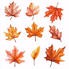 Watercolor illustration of autumn maple leaves in various shades of red, orange, and yellow on white background
