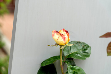 róża  © wedrownik52