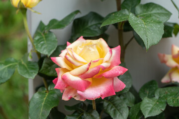 róża  © wedrownik52