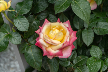 róża  © wedrownik52