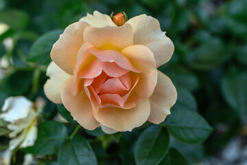 róża  © wedrownik52