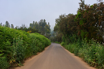 Curving road through lush forest