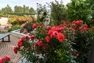 róża  © wedrownik52