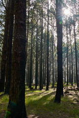Burnt pine forest Tenerife