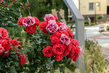 róża  © wedrownik52