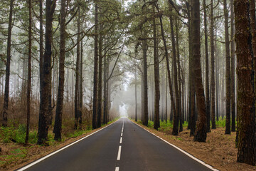Misty road through pine forest