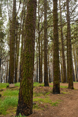 Burnt pine forest Tenerife