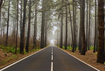 Bus emerging from misty forest