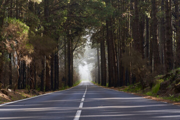 Misty road through pine forest