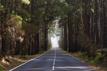 Misty road through pine forest