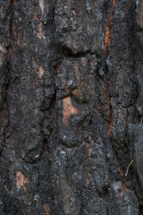 Burnt pine bark closeup