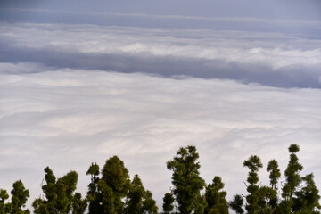 Cloud inversion over pine forest
