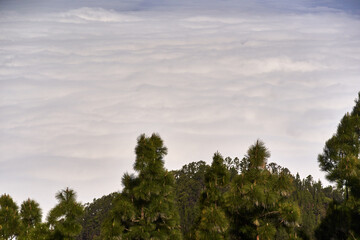 Cloud inversion over pine forest