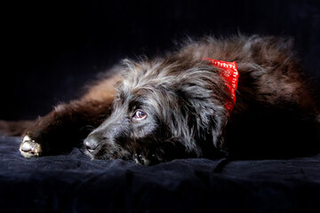 Black dog puppy in red scarf lying down