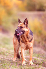 Adorable German shepherd standing in the grass