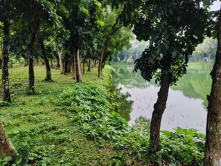 beautiful tropical garden with green trees .beautiful view of the park