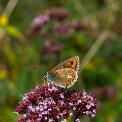 Obraz premium Butterfly on purple flower cluster