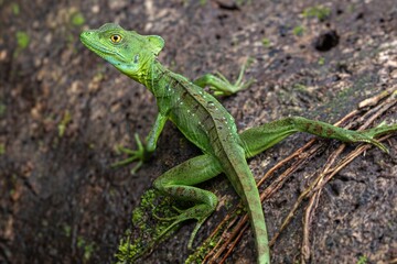 Fototapeta premium green lizard on a tree