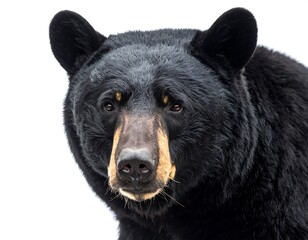 Fototapeta premium Close-up of a black bear's head
