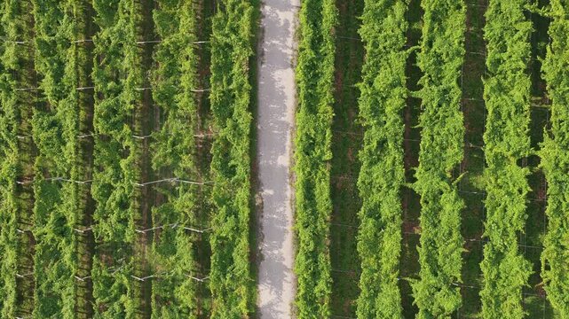 Panorama aereo estivo da drone in 4K dei vigneti e di un capitello votivo nei pressi di Volano in Vallagarina nella Provincia di Trento nella Regione Trentino Alto-Adige, sulle Alpi in Italia