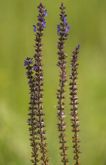 Three purple flowers are on a green stem
