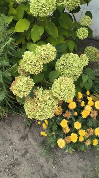 green hydrangea. Summer White Hydrangea in the morning light. Bright white and lime green hydrangea bush glows in the soft morning sun, perfect for the garden and outdoors.