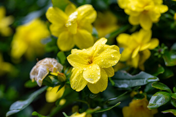 Fototapeta premium Allamanda, Common allamanda, Golden trumpet, Golden trumpet vine, Yellow bell. Yellow flower of Allamanda cathartica with blur background.