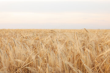 Beautiful view of field with ripening wheat spikes