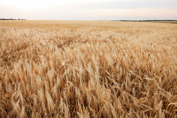 Beautiful view of field with ripening wheat spikes