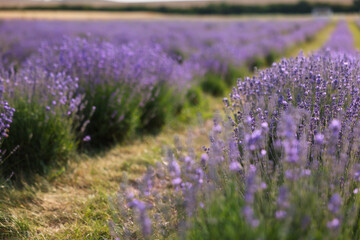 Beautiful blooming lavender flowers growing in field, closeup