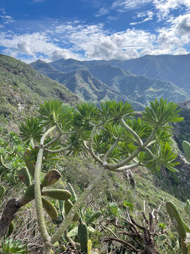 Natural Park in Tenerife with Lush Green Mountains &ndash; Vibrant Vegetation Featuring Cactus and Aloe Vera, Capturing the Wild Botanical Diversity of the Canary Islands