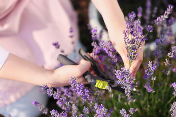 Woman pruning lavender flowers in field, top view