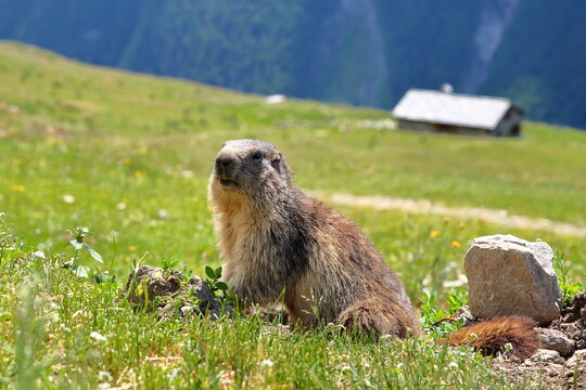 Portrait of a marmot in a meadow close to the refuge de Vallonbrun (mountain hut Vallonbrun), Lanslevillard, Vanoise National Park, Maurienne Valley, Savoie, Northern French Alps, France