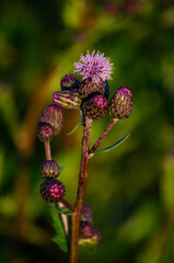 Purple thistle flower in summer sunlight, macro