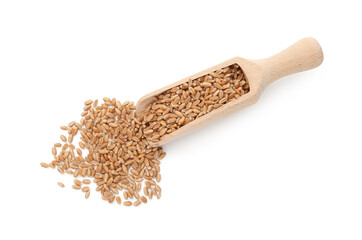 Wheat grains in wooden scoop isolated on white, top view