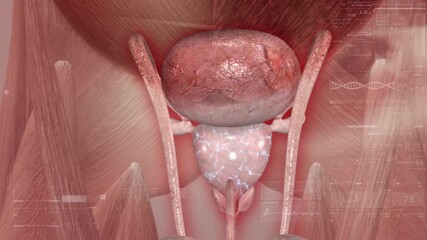 Treatment of prostatitis, treatment of diseased prostate, sterilization, anti-inflammation, dredging, restoration of male reproductive system health, treatment of urinary system diseases, 3D rendering
