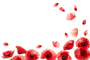 Red poppies scattered petals isolated on a transparent background flying petals delicate