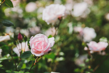 Beautiful pink roses blooming in a garden during springtime sunlight