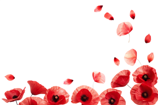 Red poppies scattered petals isolated on a transparent background flying petals delicate