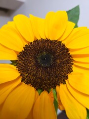 sunflower and bee