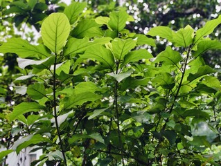 Close-up of fresh green leaves growing on a branch in daylight