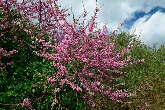 Judasbaum // Judas tree (Cercis siliquastrum)