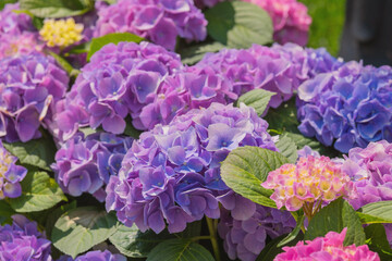 Beautiful blooming hydrangeas in a garden during bright summer day